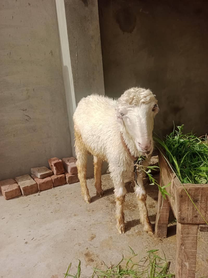 Goats 1