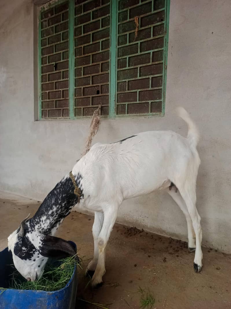 Goats 3
