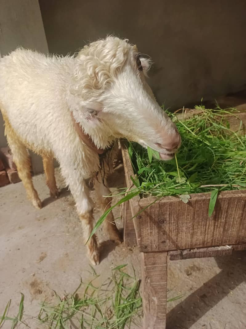 Goats 4