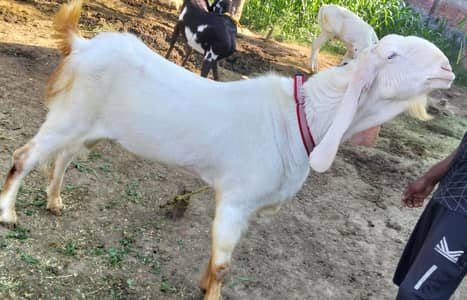 bakra/qurbani/qurbani kay bakray/pure rajanpuri bakra