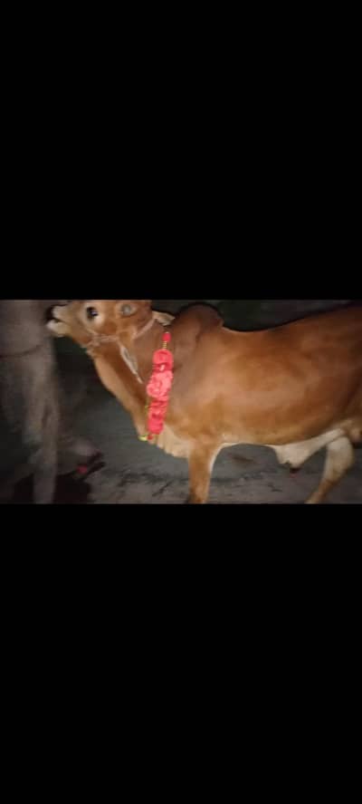 Heavy weighted Donda watcha for sale