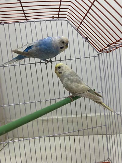 Rainbow Pair undersize wf male x  mauve female