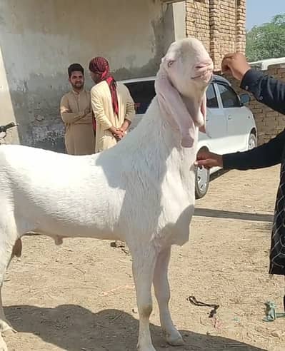 Gulabi bakra Qurbani vala for sale /03201579113/