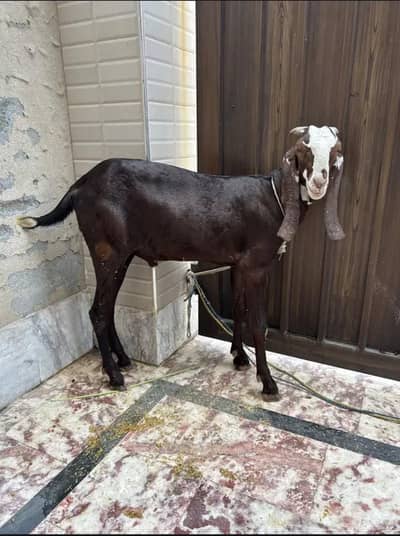 Desi Bakra paka kheera