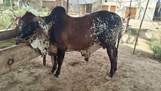 wacha / kata / vera / qurbani Bull / bull / cow / bachra