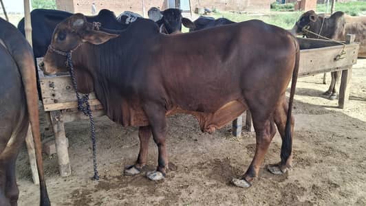 wacha / kata / vera / qurbani Bull / bull / cow / bachra