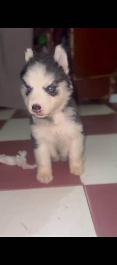 pure husky