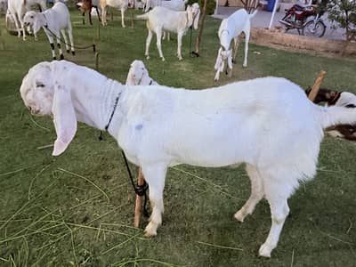 2026 bakra for sale