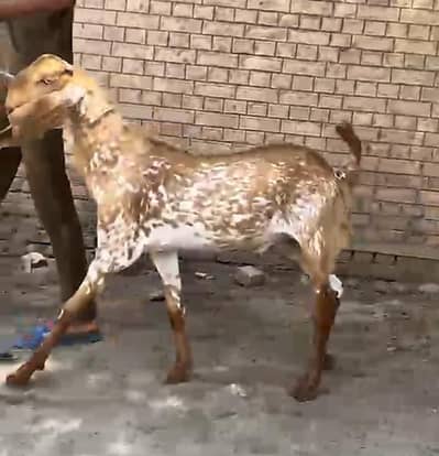 murgi , pigeons , qurbani ka Bakra for sale