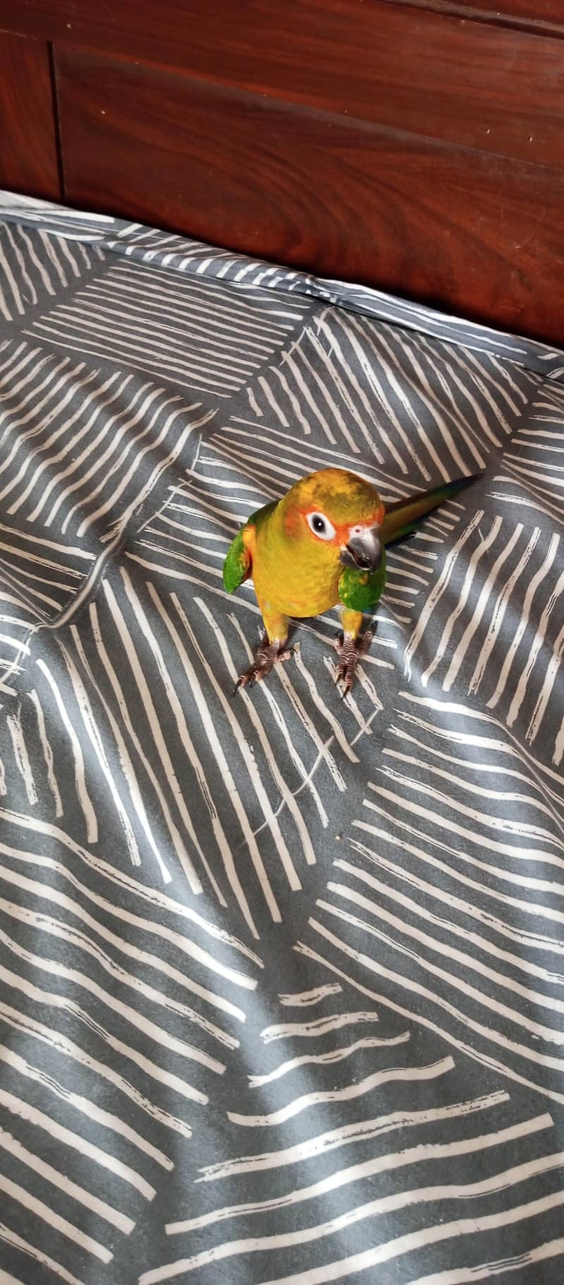 Sun Conure 0