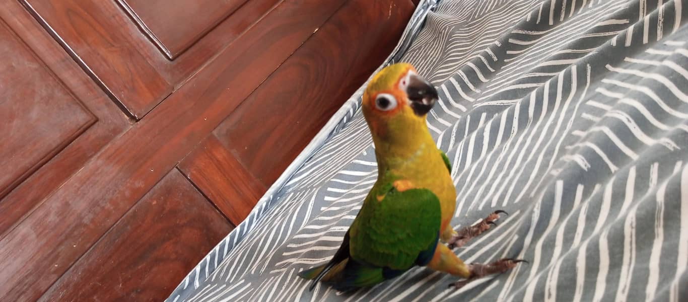 Sun Conure 1
