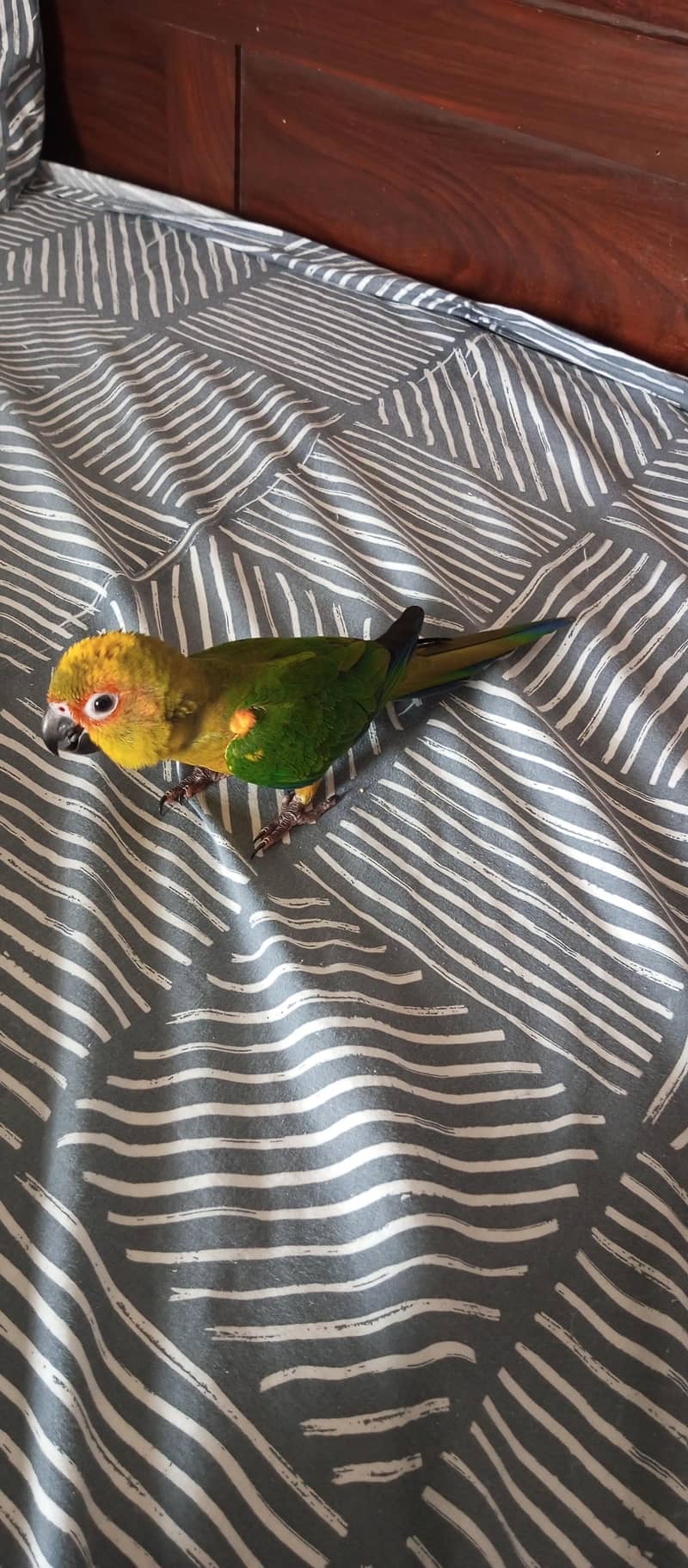 Sun Conure 2