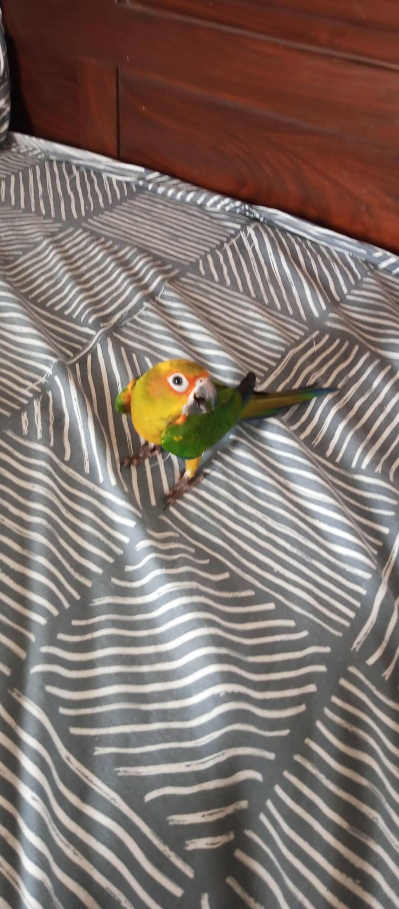 Sun Conure 3