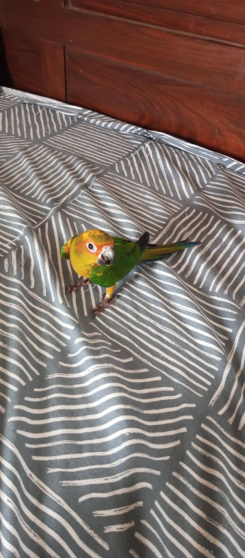 Sun Conure 4