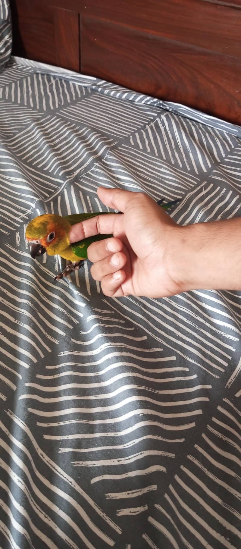 Sun Conure 5
