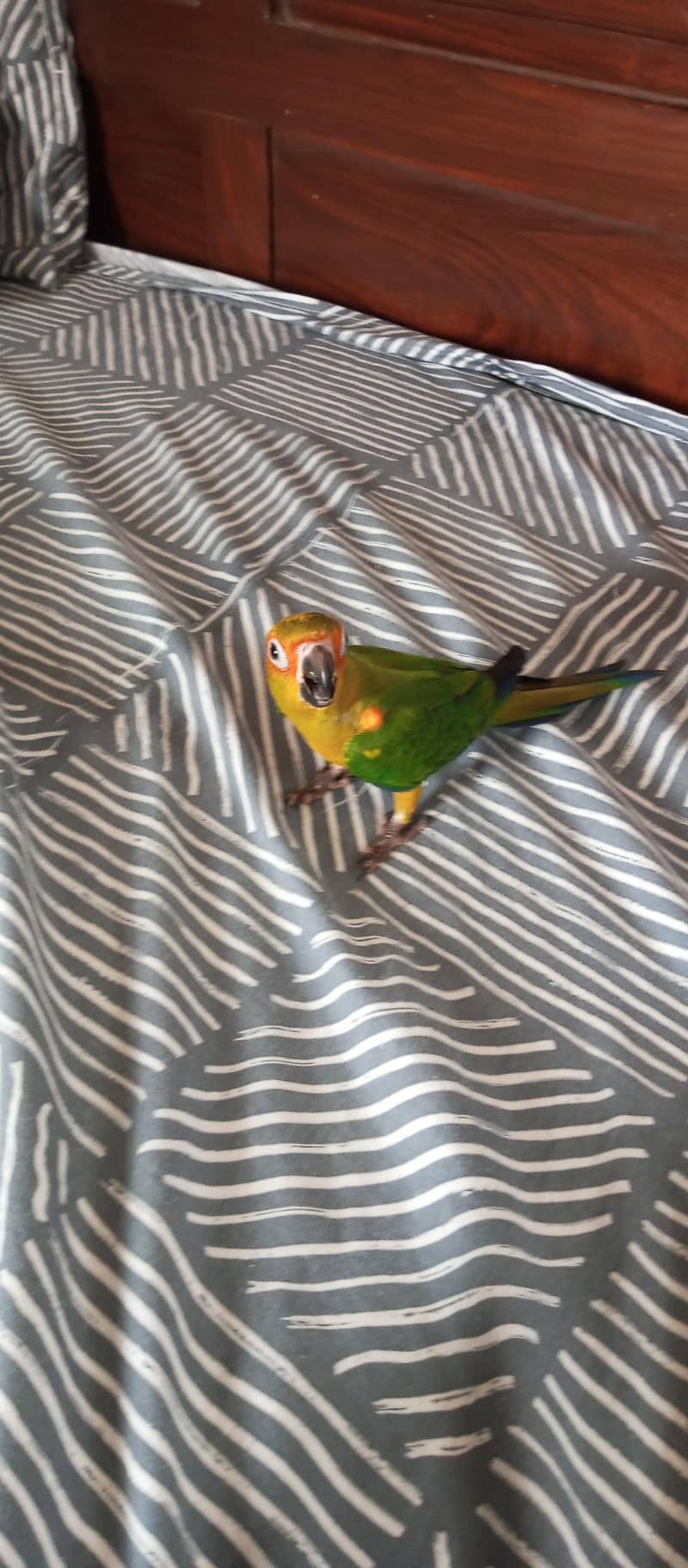 Sun Conure 6