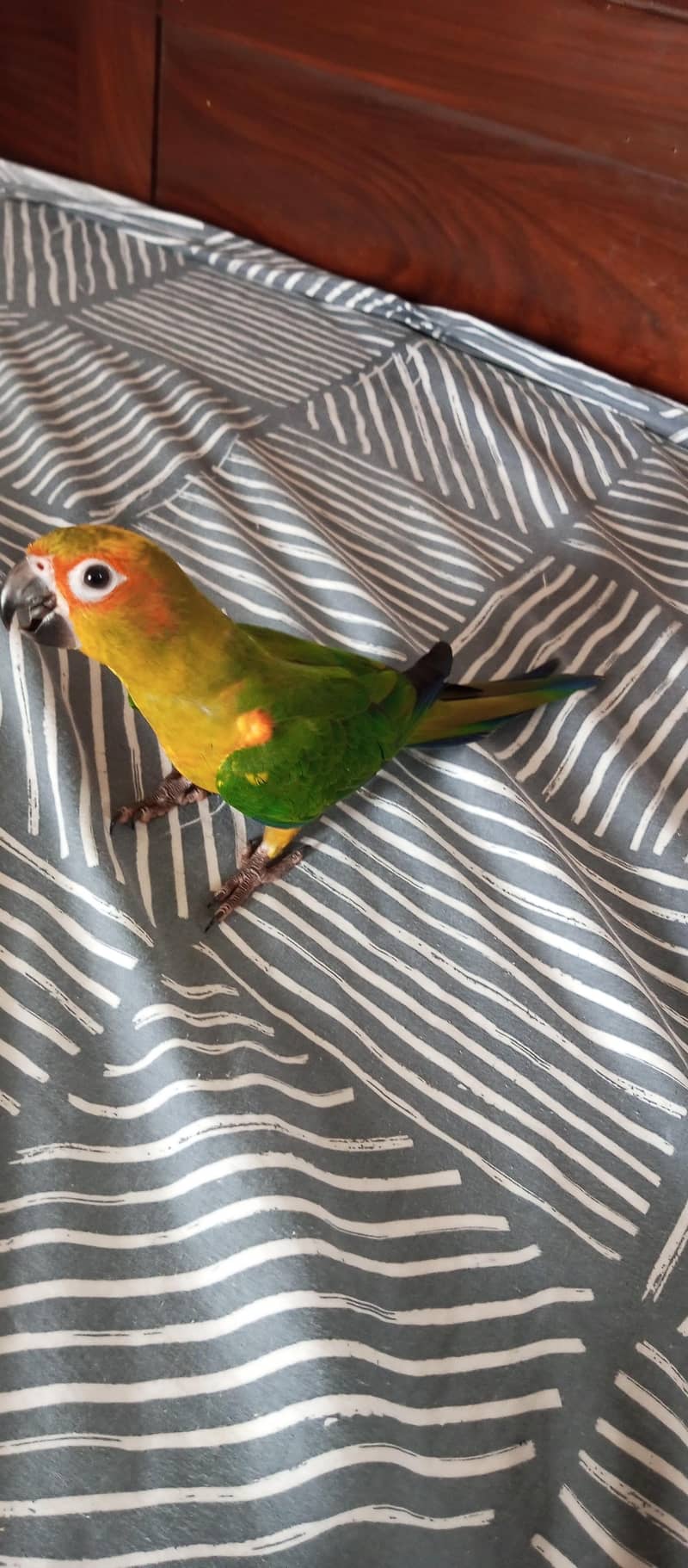 Sun Conure 7