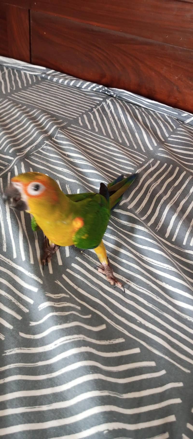 Sun Conure 8
