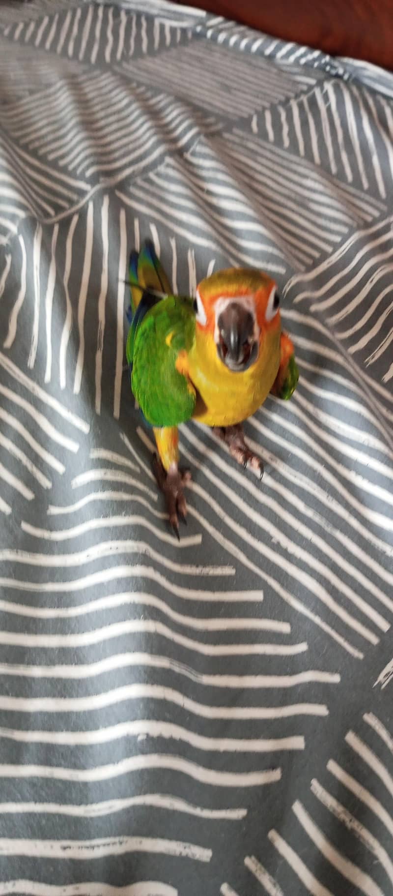 Sun Conure 9