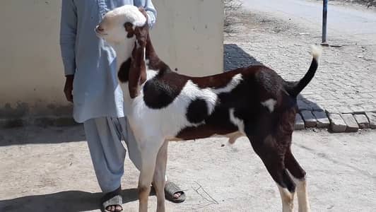 gulabi Bakra for sale 03405796364
