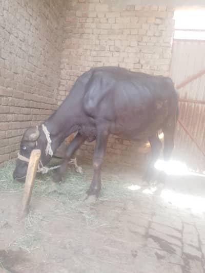 qurbani kelye katta