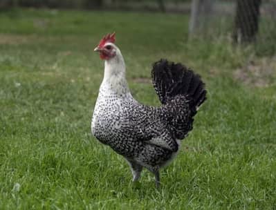 Egyptian fayomi chicks