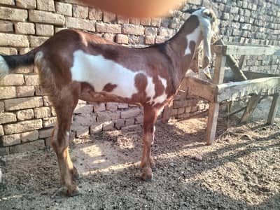 Bakra 03255091852