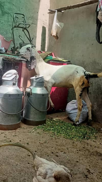 khassi bakra