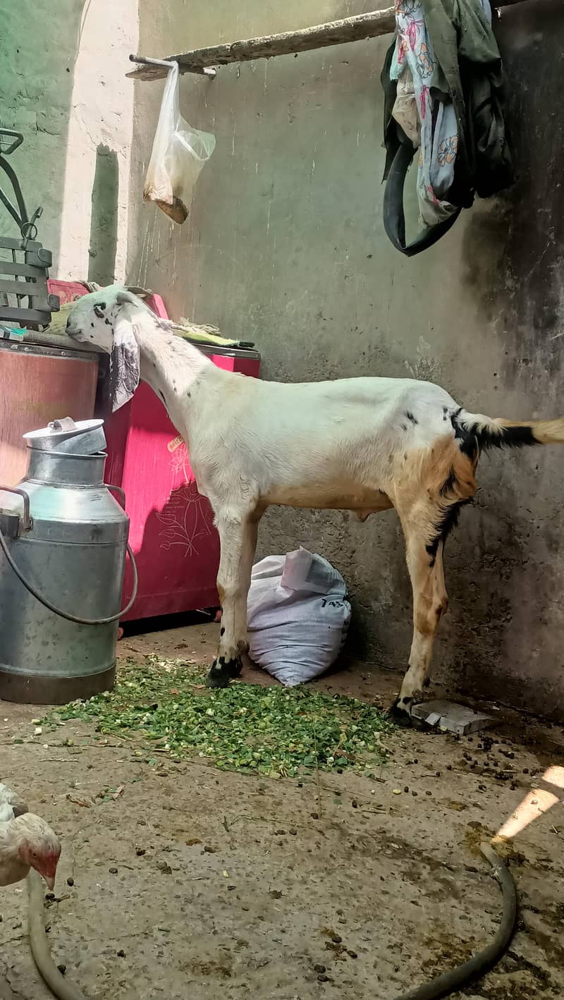 khassi bakra 1
