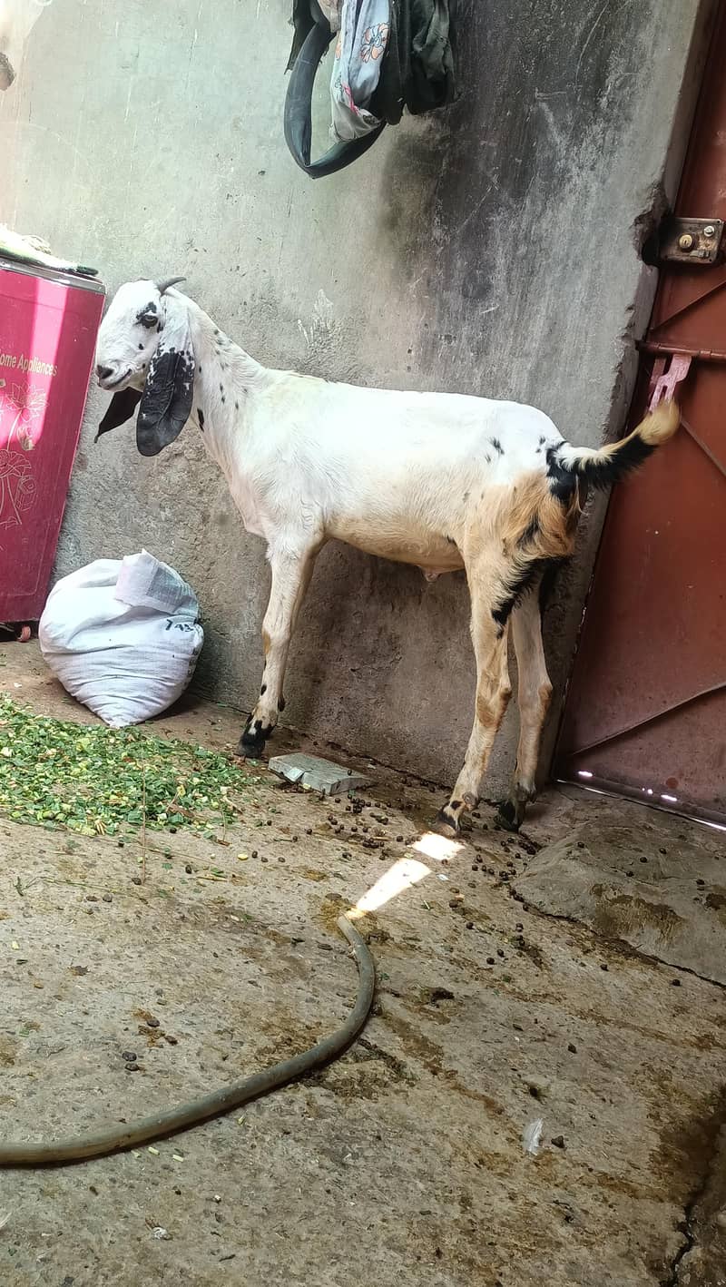 khassi bakra 2
