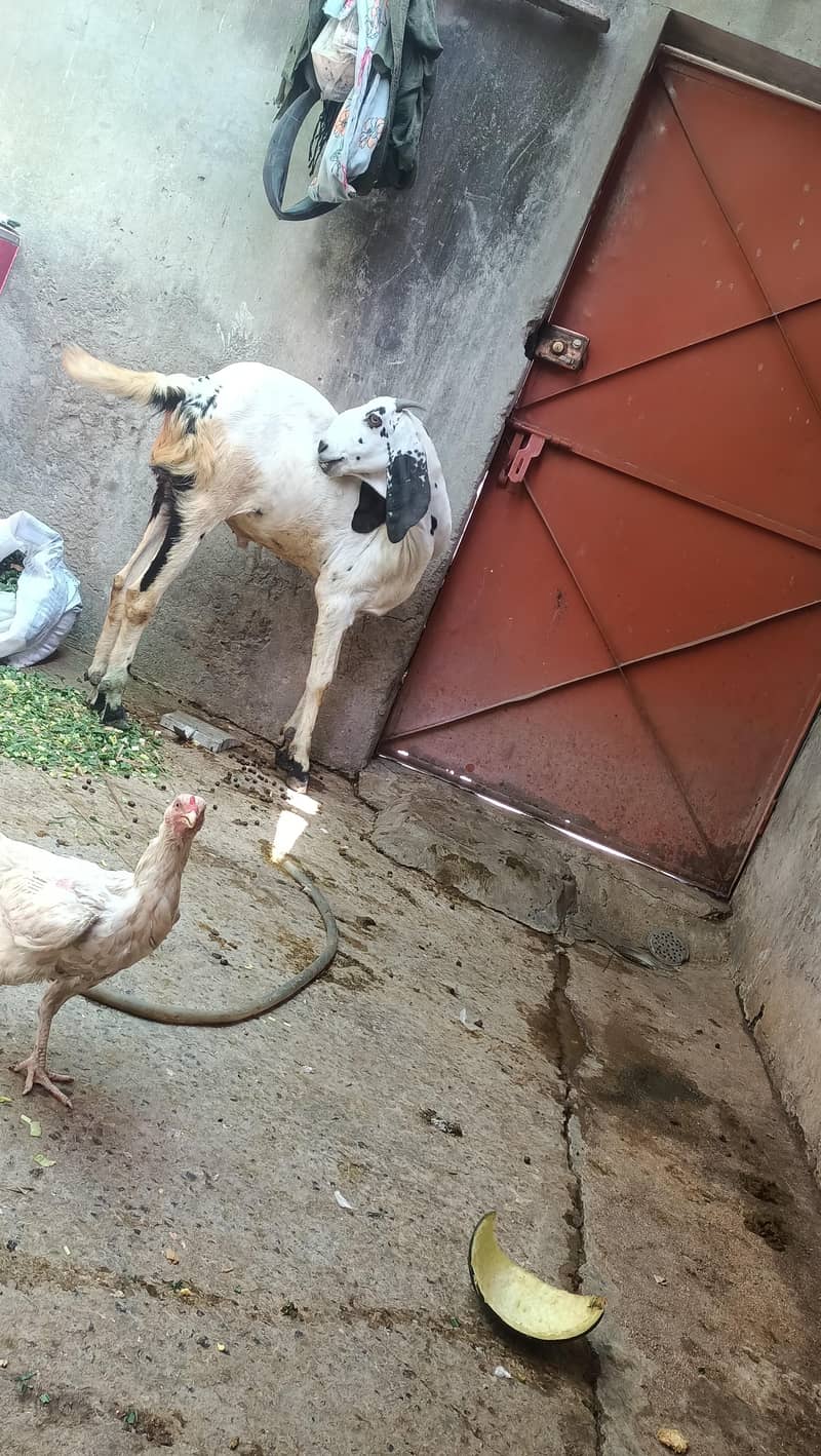 khassi bakra 3