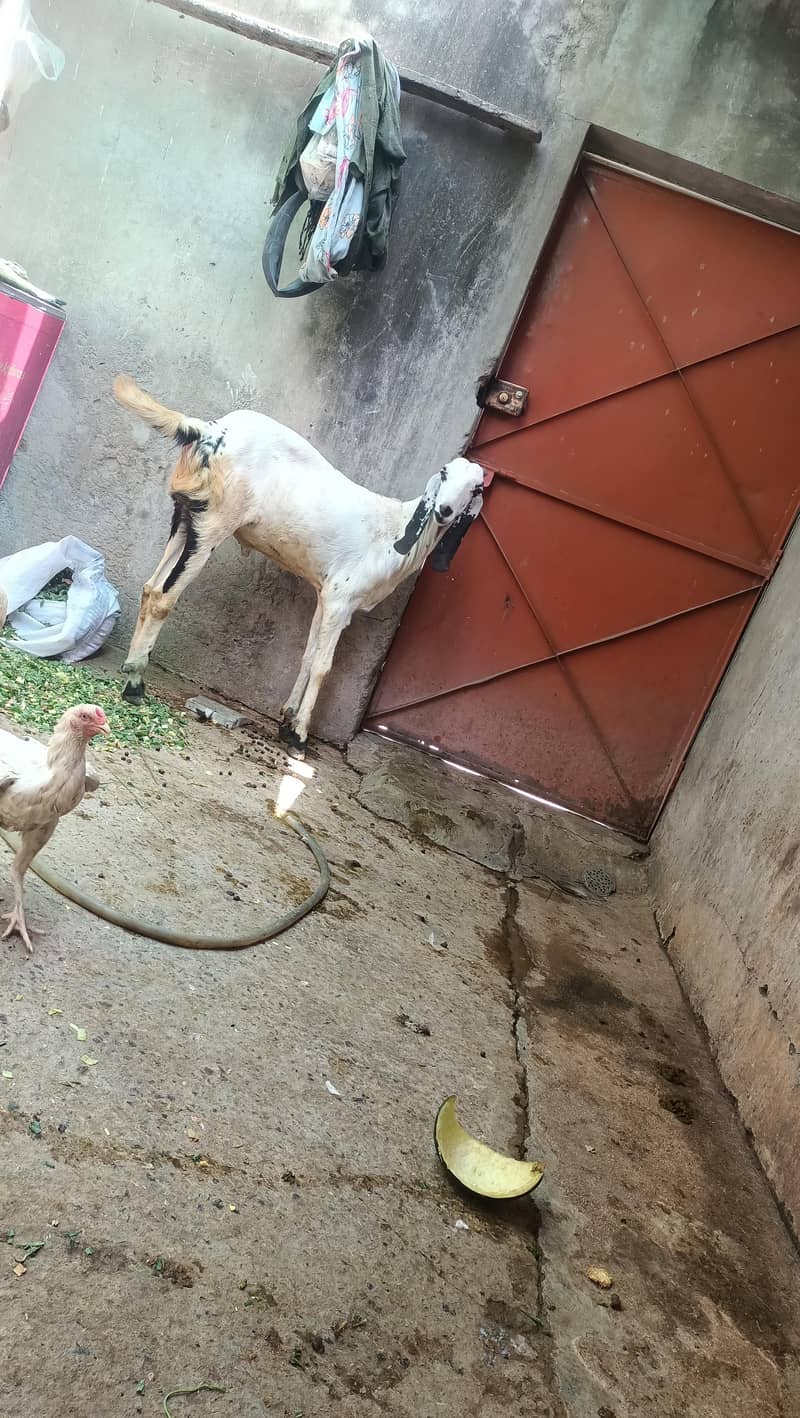 khassi bakra 4