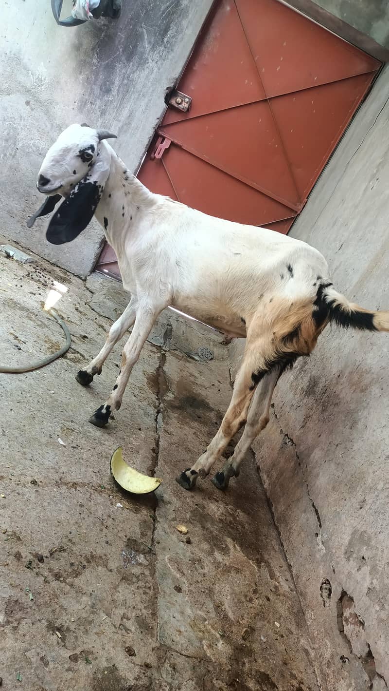 khassi bakra 5