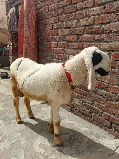 Chatera ghar ka pala