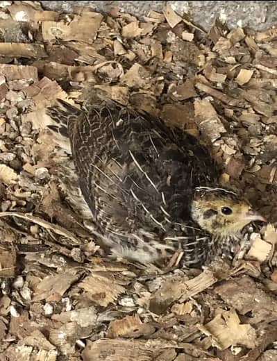 Quail batair for sale