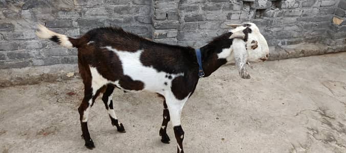 2 x Goats (Bakray)