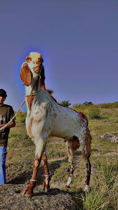 makhi cheni | Ranpuri Goat | Desi Goat | Qurbani 2026 |2 dant |
