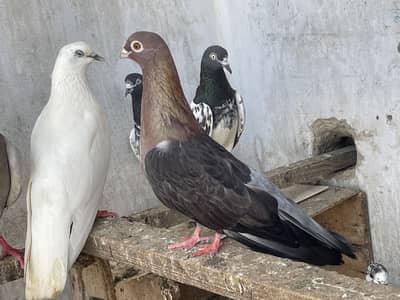Egptian Swift pigeon