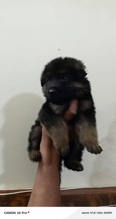 German Shepherd Pups | German Shepherd  Pupps | GSD pup For Sale