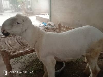 Sheep