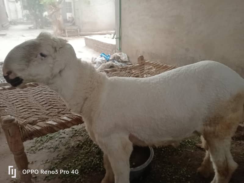 Sheep 0