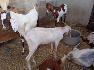 Qurbani goats available for sale