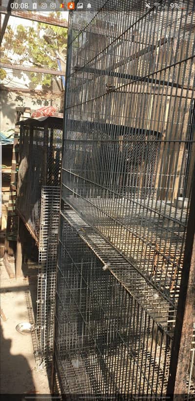 birds cage for sale