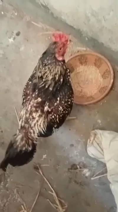 Aseel miawali patha