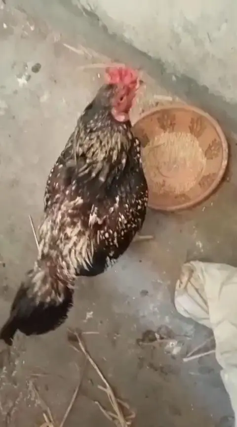 Aseel miawali patha