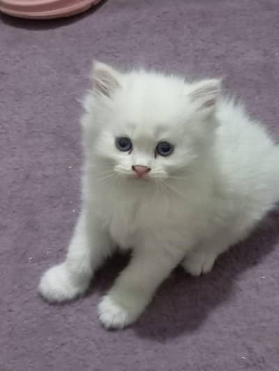 Persian kitten available for sale