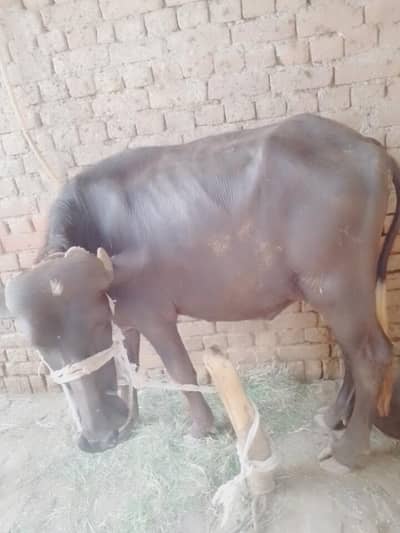 140kg wazan he is ke gushat ka inshallah 