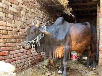 desi werra healthy bull qurbani wacha
