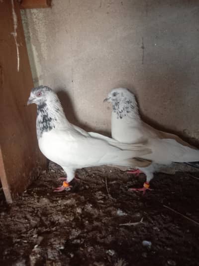 Baitra+teddy pair Golden+Chapra