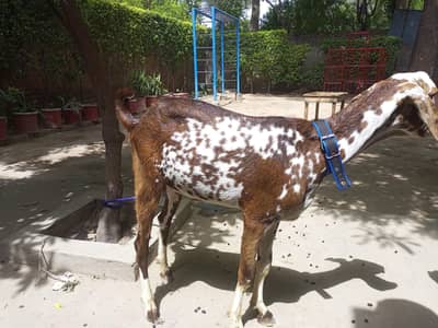 Tedi Bakra for Sale
